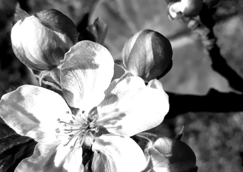 Flors